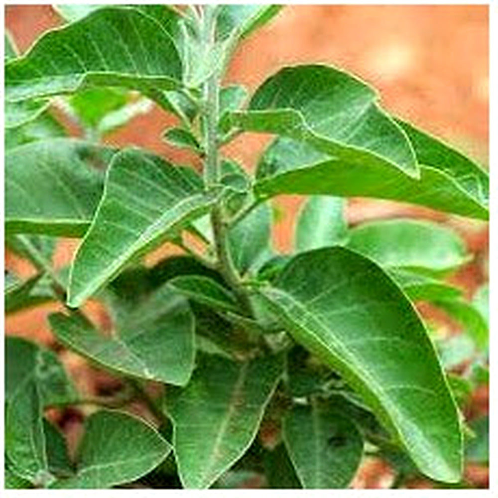 Ashwagandha (Withania somnifera) Seeds for Planting [neera-v5-0b72327d17c46c636cb3]
