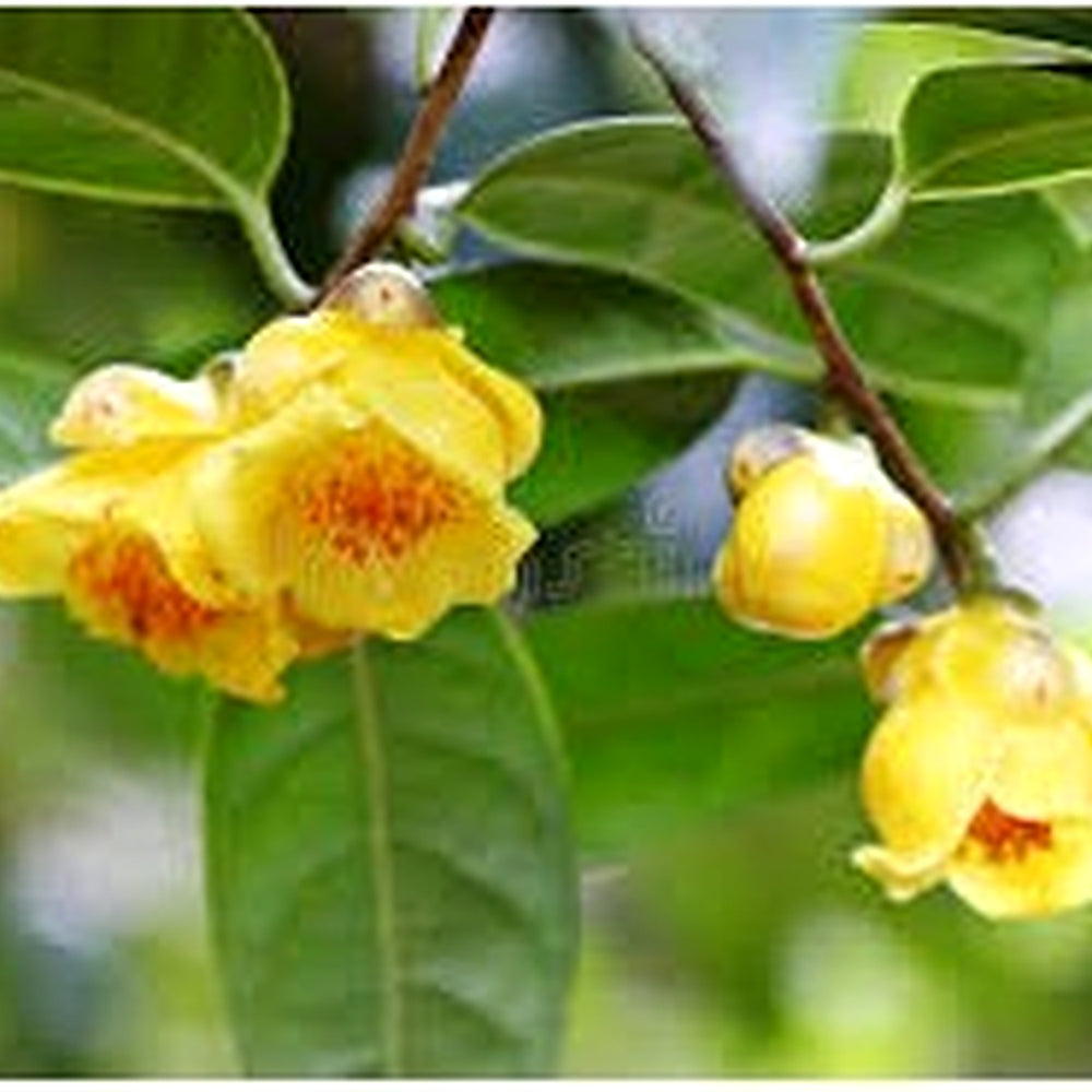 Golden Camellia Flower Seeds for Planting [neera-v5-0b814c2e27d17875b166]