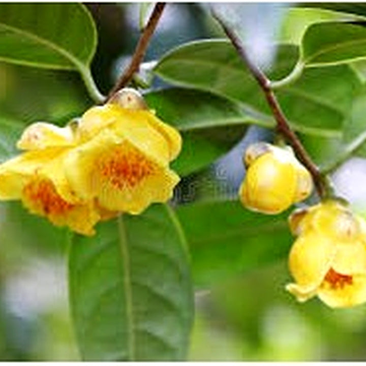 Golden Camellia Flower Seeds for Planting [neera-v5-0b814c2e27d17875b166]