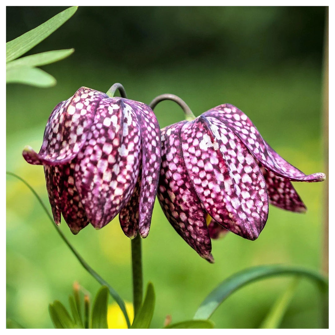 Fritillaria Fritillaria Meleagris Flower For Planting In Ornamental Beds Or Woodl Gardens Flower [neera-v5-0b8cbaf3f0372611b230]