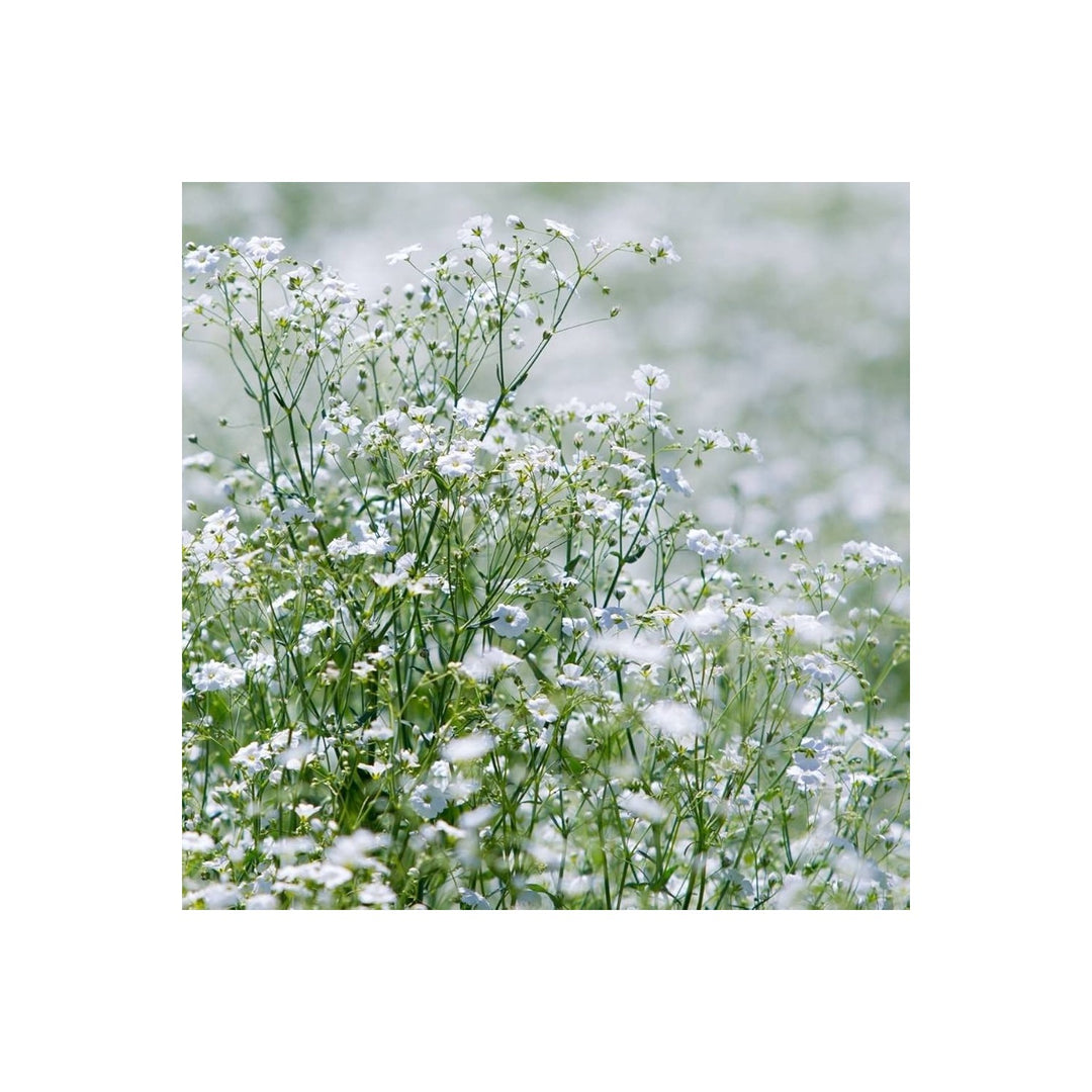 Gypsophila Mixed Perennial Flower Flower Seeds for Home Garden Planting, Fragrant Organic Blooming [neera-v5-0b8dc33456d755e24bfa]