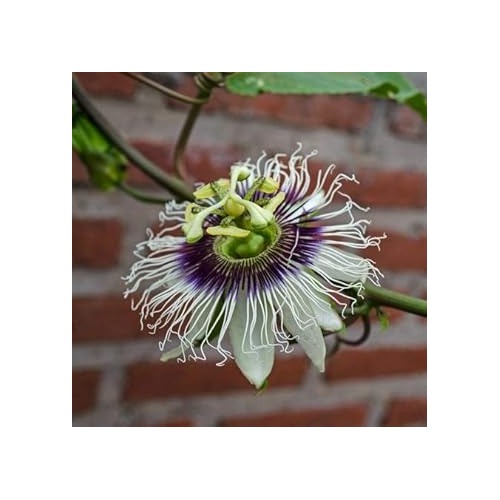 Fresh Mixed Passion Flower Seeds for Garden Planting [neera-v5-0b95718886c3bc6514de]