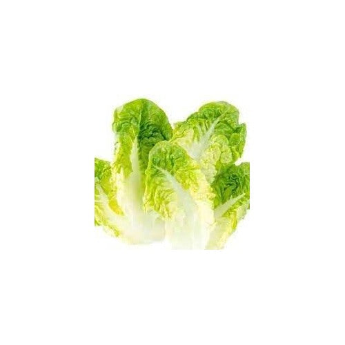 Butterhead Lettuce Seeds for Planting [neera-v5-0b99589d03fb520bfedf]