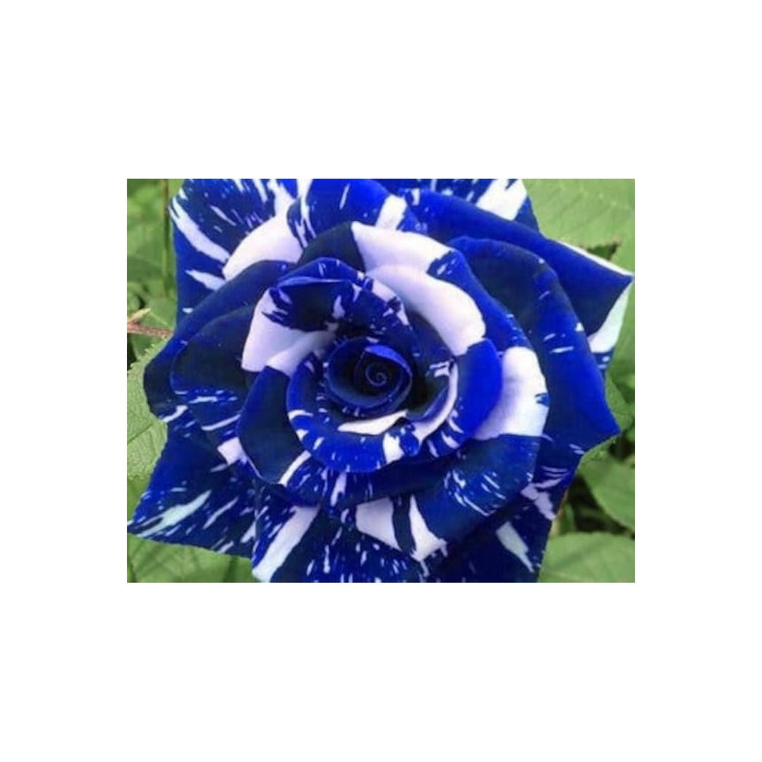 Blue Rose Rosa Hybrida Dragon Flower For Planting Suitable For Decorative Home Garden Indoor [neera-v5-0b9eeb5078f9564e023b]