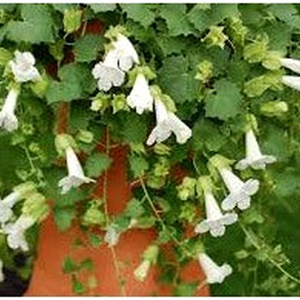 Maurandya White Lophospermum Flower Seeds for Planting [neera-v5-0bbd968f2cbd508d1c76]