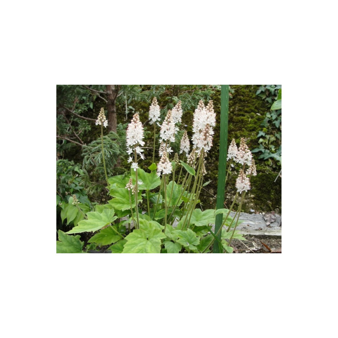 Foamflower Tiarella Cordifolia Heartleaf Flower For Planting Ideal For Shaded Garden Beds [neera-v5-0bbe17b0e89144bce10e]