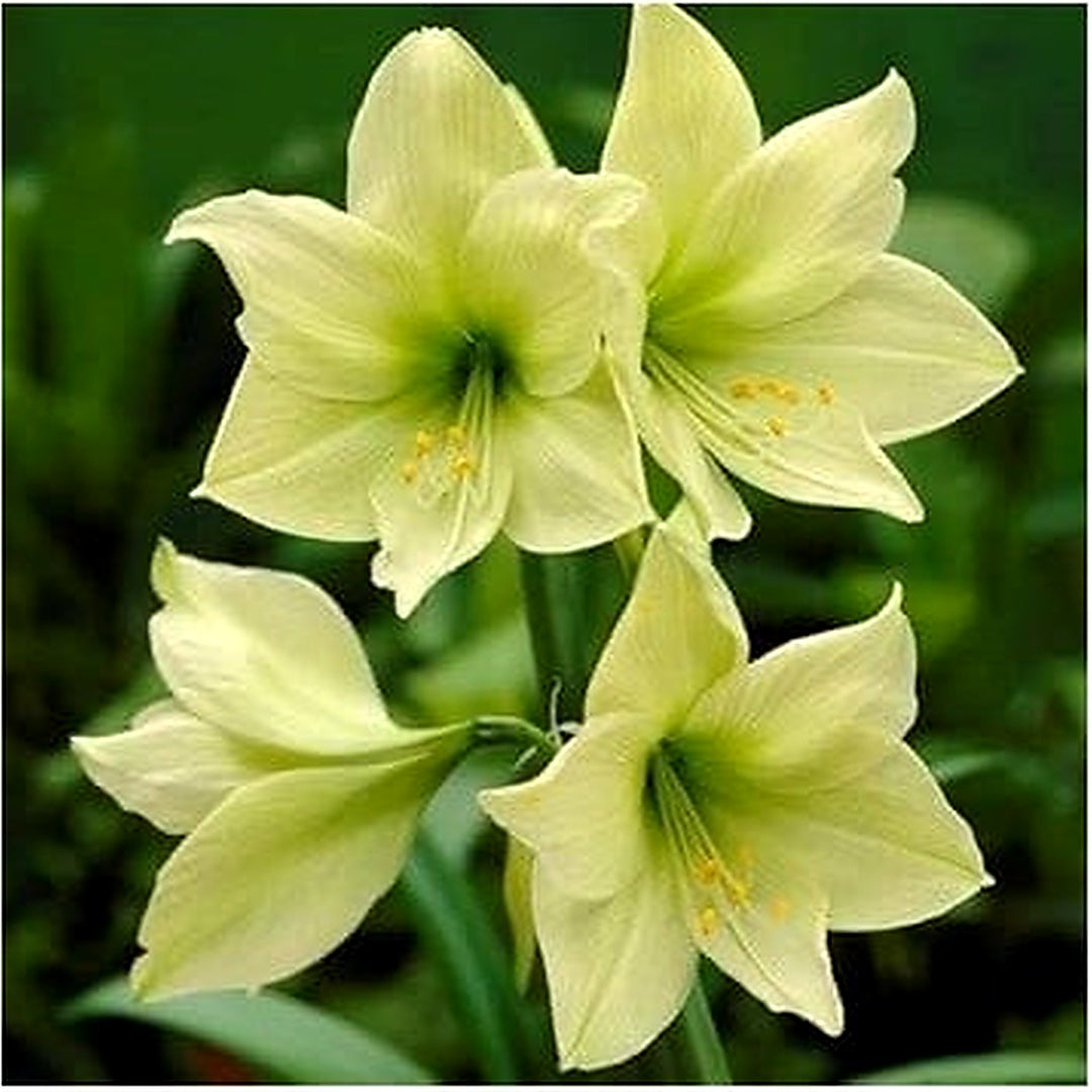 Pale Green Amaryllis Flower Seeds for Garden Planting [neera-v5-0bc39b6ba8b76072c389]