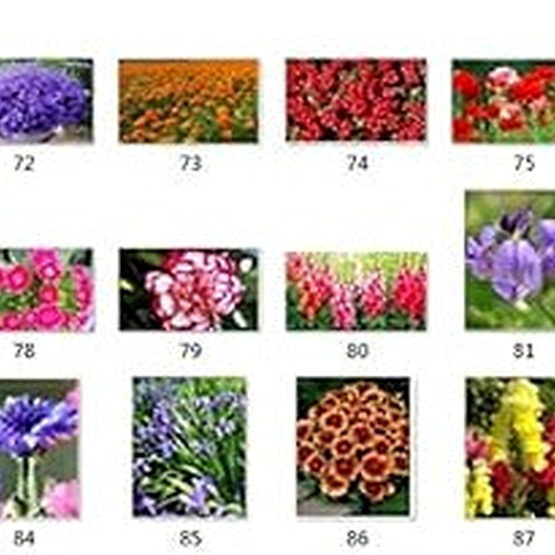 Mixed Dianthus Caryophyllus Flower Seeds [neera-v5-0bc933afea3573dd1b6e]