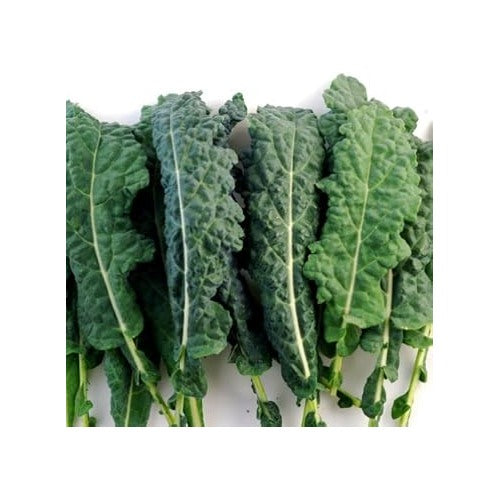 Kale Italian Vegetable Seeds for Planting [neera-v5-0bcbf547c91334df3bbf]