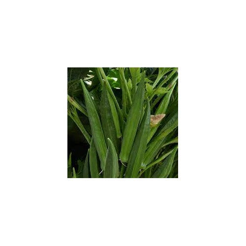 Baby Bubba Hybrid Okra Seeds for Planting [neera-v5-0bdc2be3f693936e97d6]