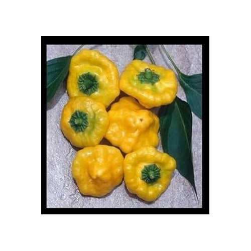 Heirloom Yellow Jamaicano Pepper Seeds for Planting [neera-v5-0bf5aef3e8633ea11a9a]