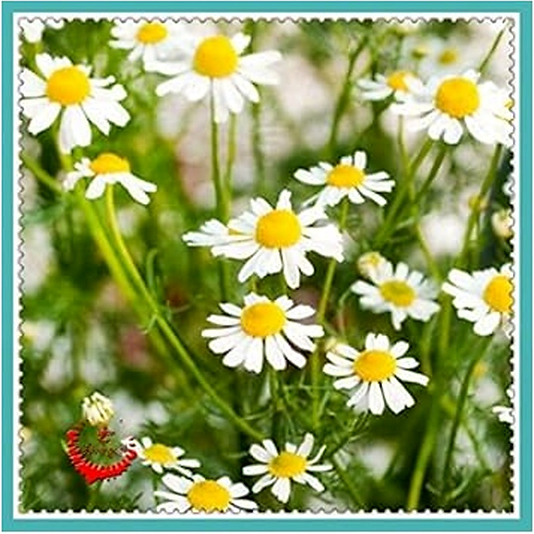 White German Fragrant Flower Seeds for Planting [neera-v5-0bfbc76ed4d1a9187002]