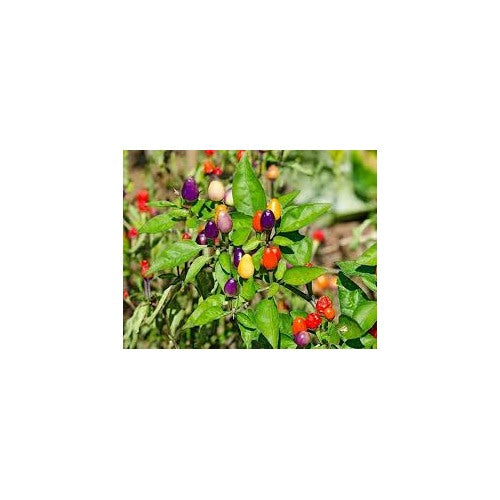 Indoor Ornamental Pepper Mix Seeds for Planting [neera-v5-0c2c0b157f9de6d19ccc]