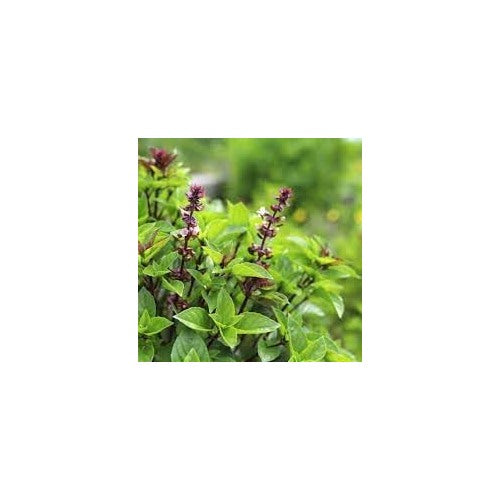 Basil Herb Seeds for Planting [neera-v5-0c313e7b6e517d4427cc]