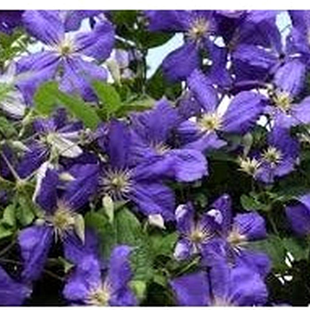 Heirloom Clematis Hybrida Climbing Flower Non Gmo Vining Flowers For Planting Flower Seeds for Home [neera-v5-0c3a44febdc7eeb90236]