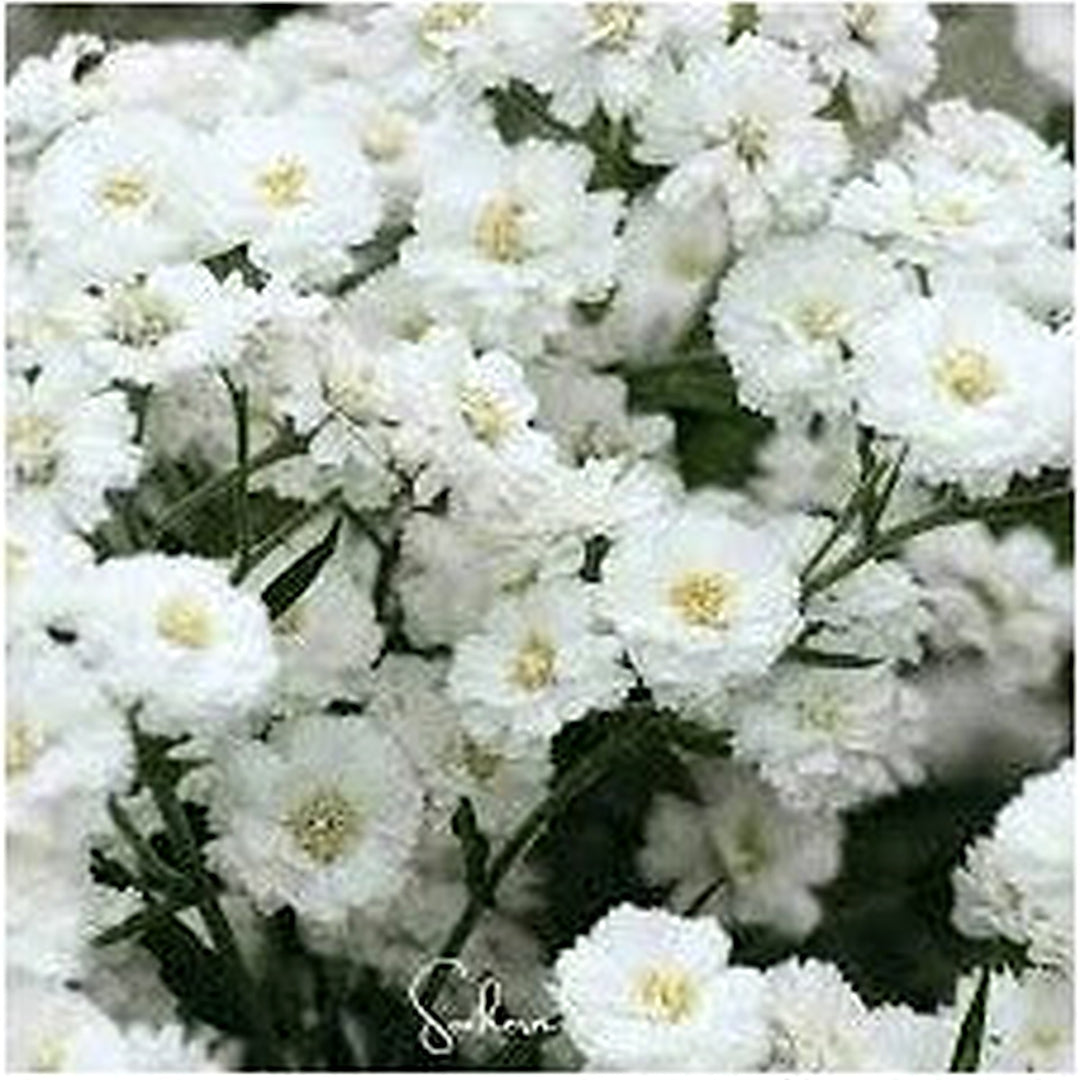 White Ptarmica Flower Seeds for Planting [neera-v5-0c3b91f0884d97967737]
