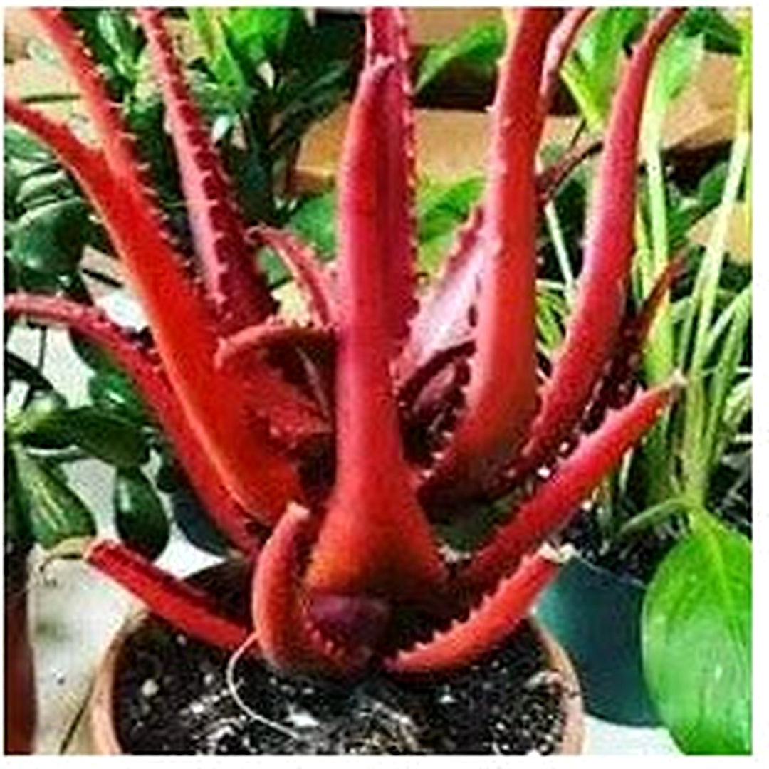 Rare Red Aloe Vera Plant Seeds for Planting [neera-v5-0c559930c02a64e17c81]