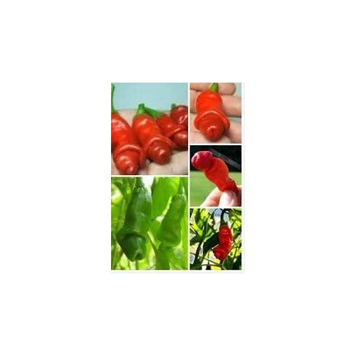 Red & Green Chili Seeds for Planting [neera-v5-0c5dcd648f6919837e46]
