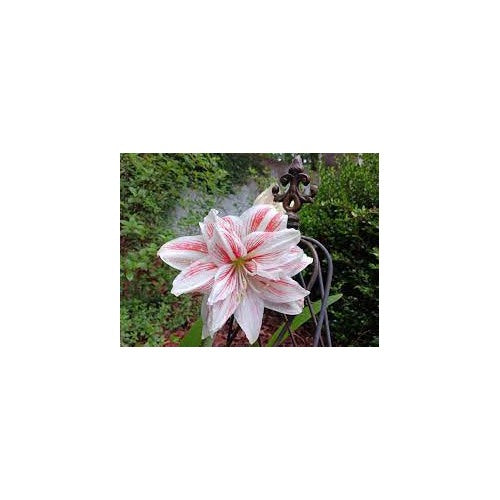 Heirloom Non-GMO White Pink Hippeastrum Rutilum Flower Seeds for Garden Planting [neera-v5-0c6b26bc2209ca95545d]