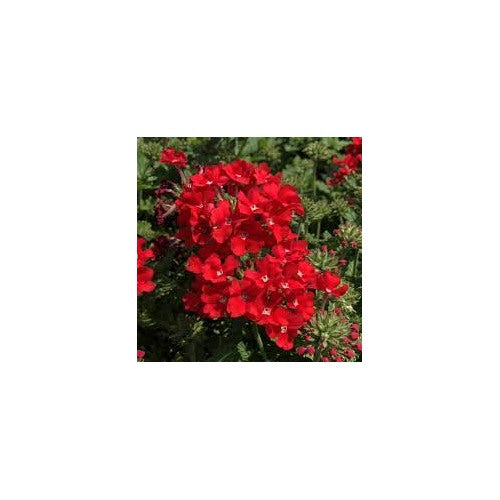 Stripe Verbena Flower Seeds for Planting [neera-v5-0c74e44dc1f2788aade6]