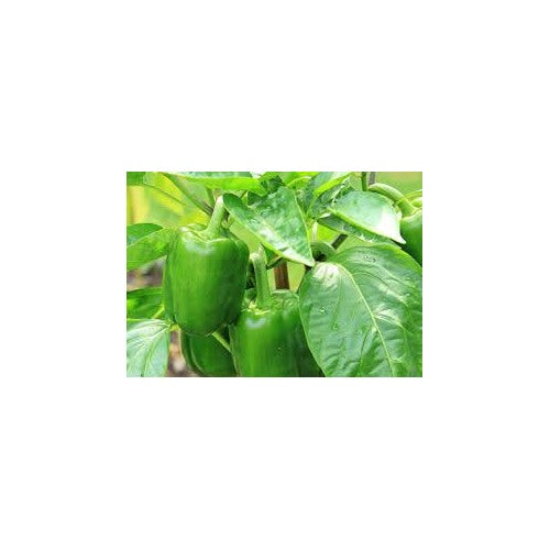 Green Plaza Pepper Vegetable Seeds for Planting [neera-v5-0c8994e738af6b7b08b1]