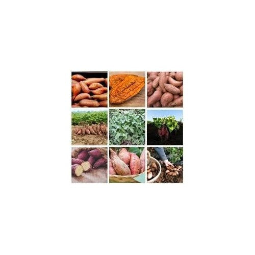 Mixed Sweet Potato Seeds [neera-v5-0c90cd791f1bee67137d]