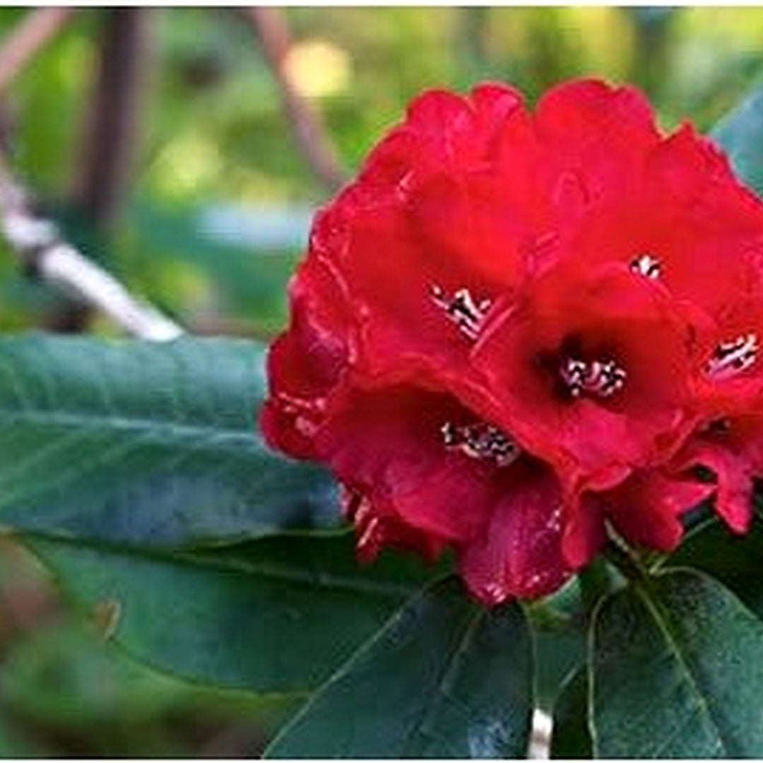 Red Heirloom Rhododendron Flower Non Gmo Vibrant Blooms For Planting Flower Seeds for Home Garden [neera-v5-0c9374dbfd5ece59dd28]