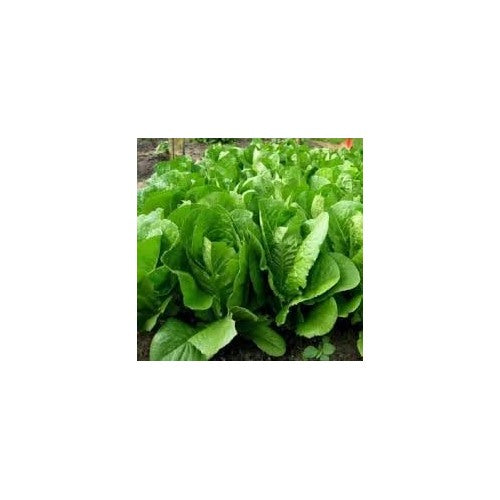 Lettuce Heirloom Seeds for Planting [neera-v5-0c94432a6a60d755d7cf]