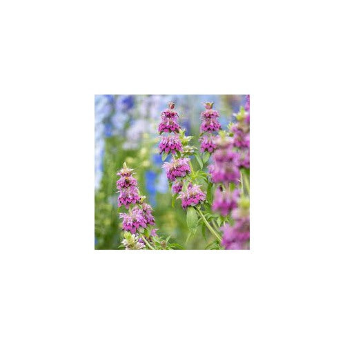 Bee Balm [neera-v5-0ca83780a7719c739050]