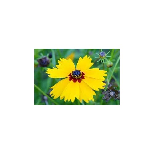 Heirloom Coreopsis Basalis Flower Seeds for Garden Planting, Non-GMO, Golden Blooms for Wildflower Beds [neera-v5-0cc1c6c3077b9ffed4b8]