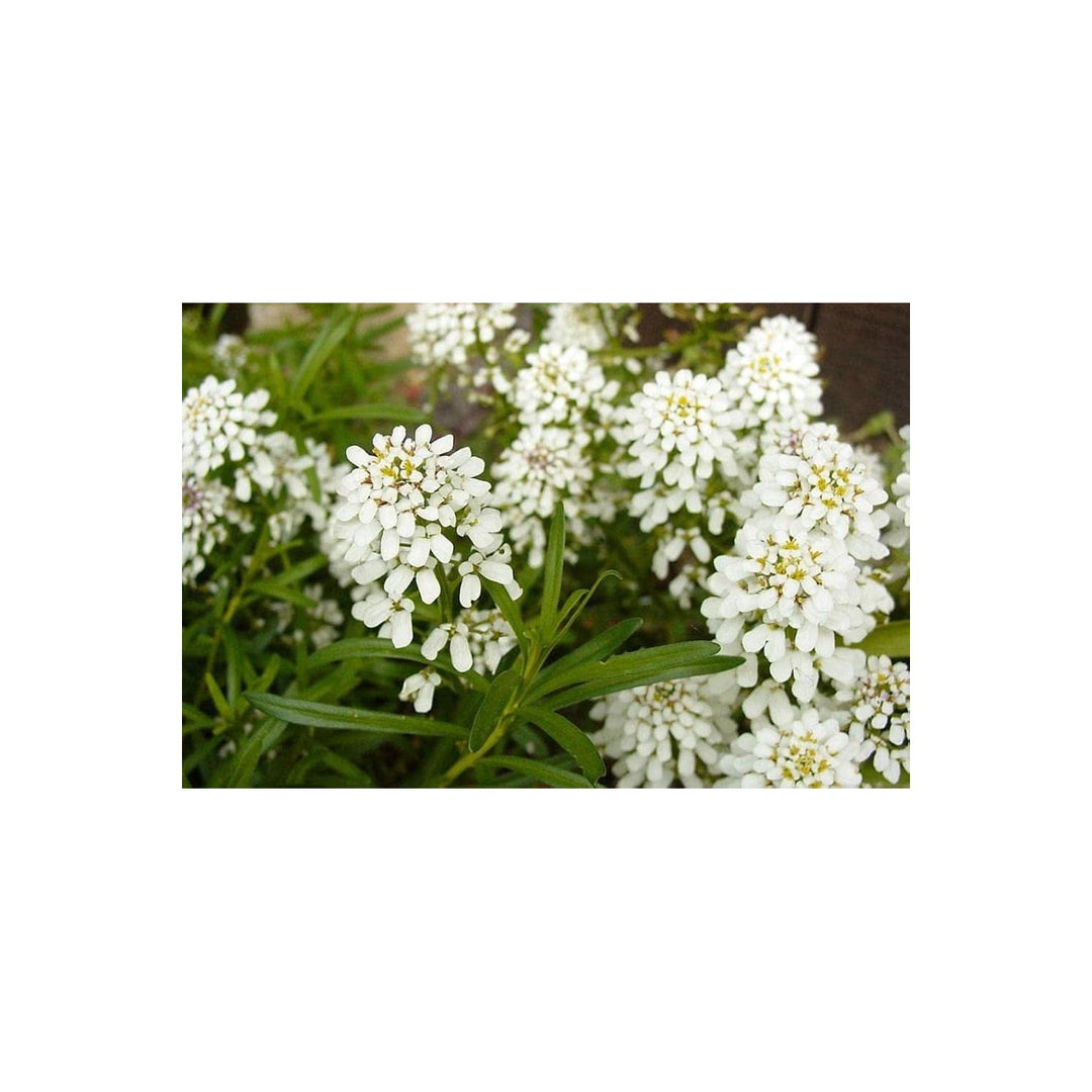 White Empress Candytuft Iberis Amara Flower Flower Seeds for Home Garden Planting, Lush Organic [neera-v5-0cc3ae5d3f2f85de3bb1]