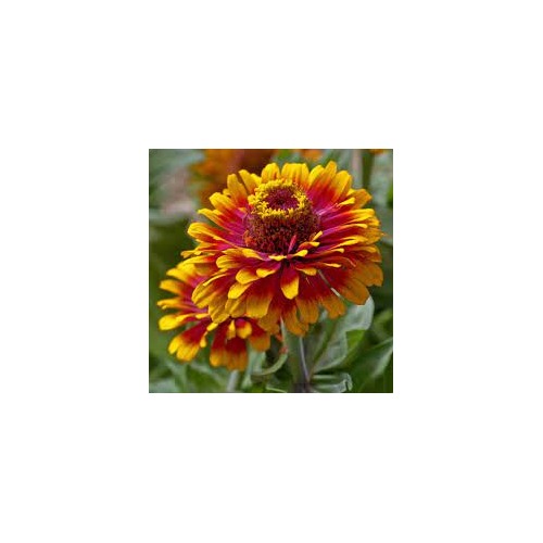 Yellow Pink Zinnia Flower Seeds for Planting [neera-v5-0cc5cbc1dfc54dfaaf3e]
