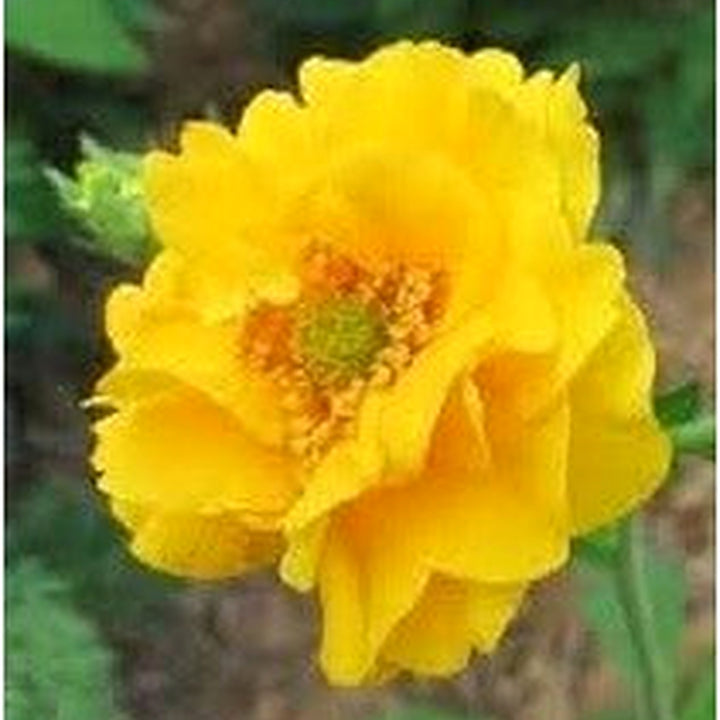 Heirloom Lady Stratheden Flower Seeds, Non-GMO Golden Globe Blooms for Classic Garden Planting [neera-v5-0ccea60a9870dcb673d3]