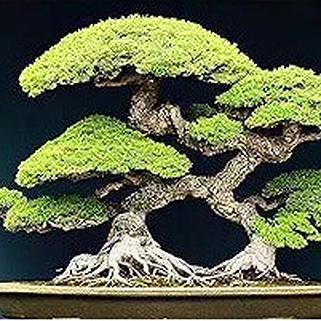 Five Pine Bonsai Needle Mini Cape Flower Seeds Home Garden Planting, Fragrant Organic Blooming [neera-v5-0cf3f0186e562770418e]