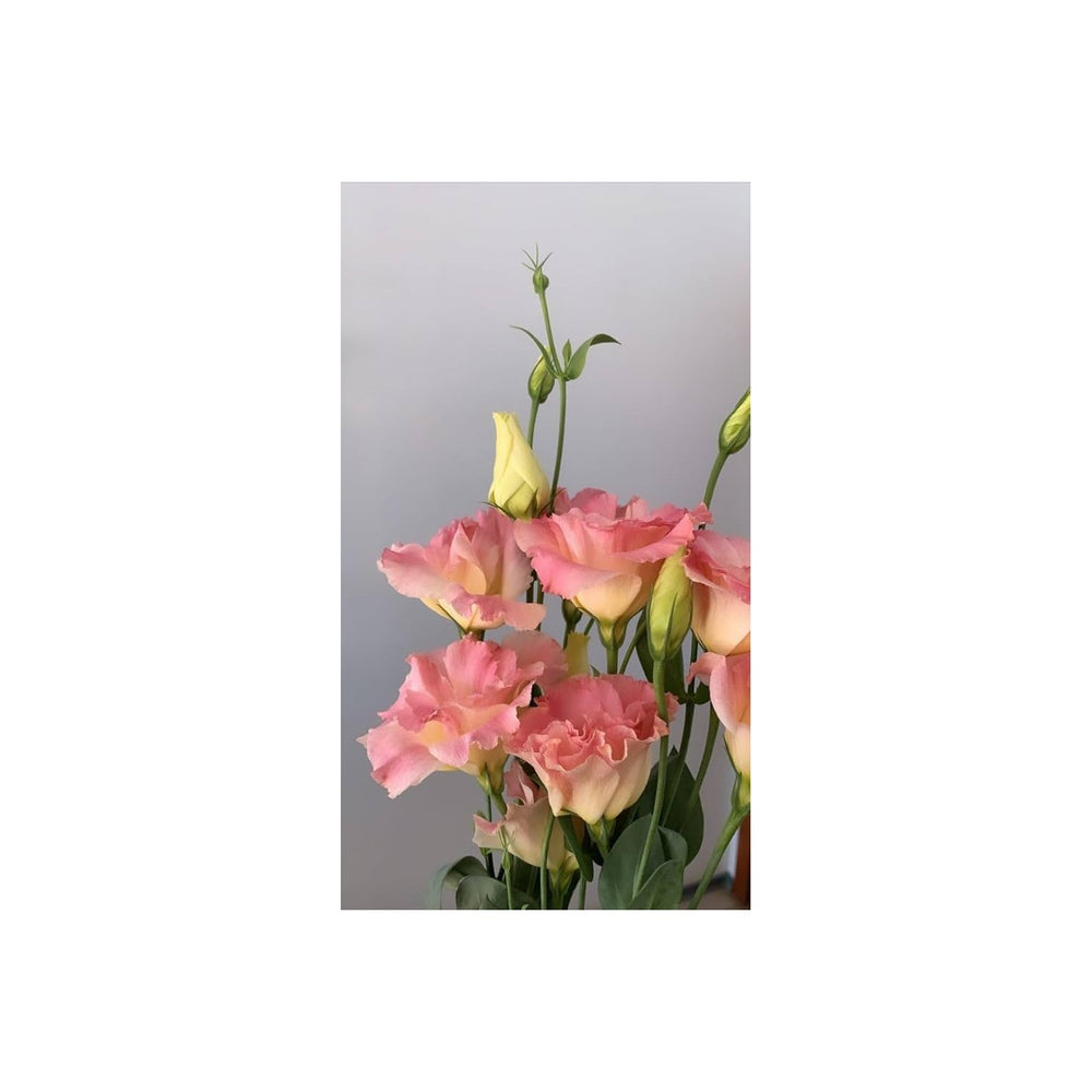 Peach Eustoma Lisianthus Flower Planting Heirloom Non Gmo Easy To Grow Flower Seeds Home [neera-v5-0d05fac04184763c9453]