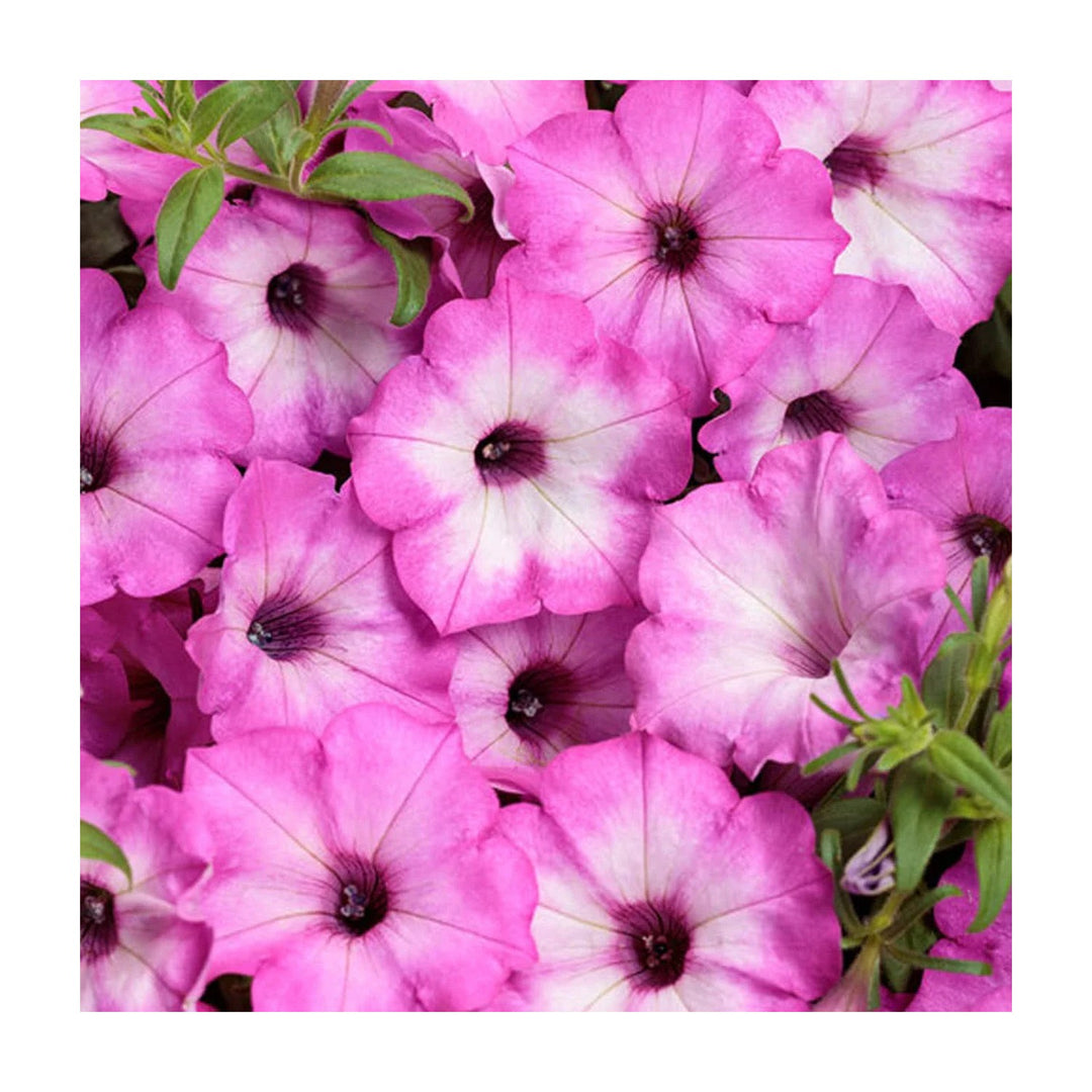 Petunia Rare Garden Flower Flower Seeds for Home Garden Planting, Blooming Organic Blooming [neera-v5-0d0f523a0164f55a80af]