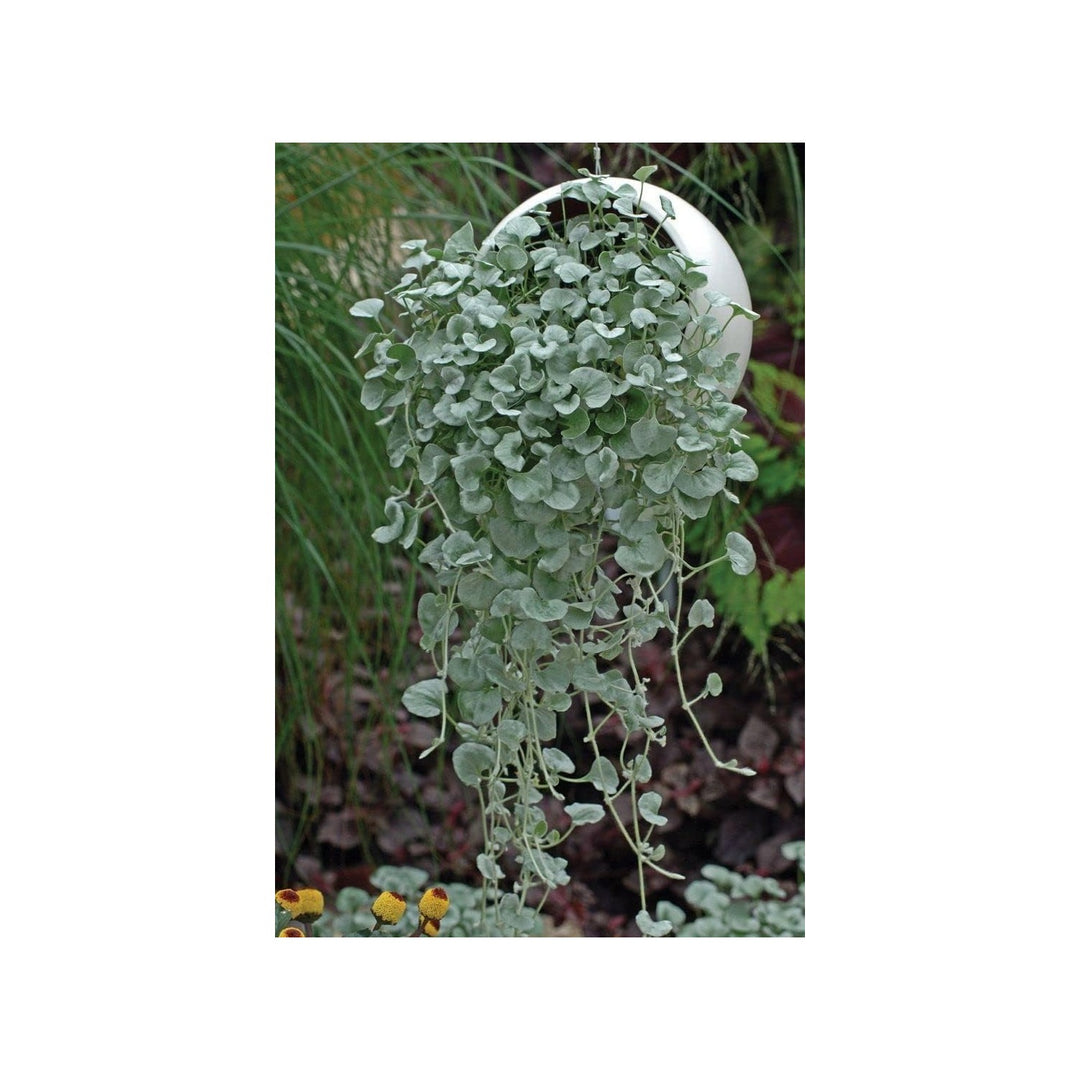 Heirloom Non Gmo Dichondra Repens Plant Ground Cover Lawn For Garden Planting Flower Seeds for Home [neera-v5-0d15d4b1f5d1a7b74f18]