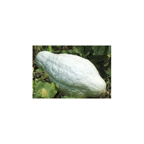 Heirloom Non-GMO Hubbard Squash Seeds for Planting [neera-v5-0d1c6e546dbc8d0173d9]