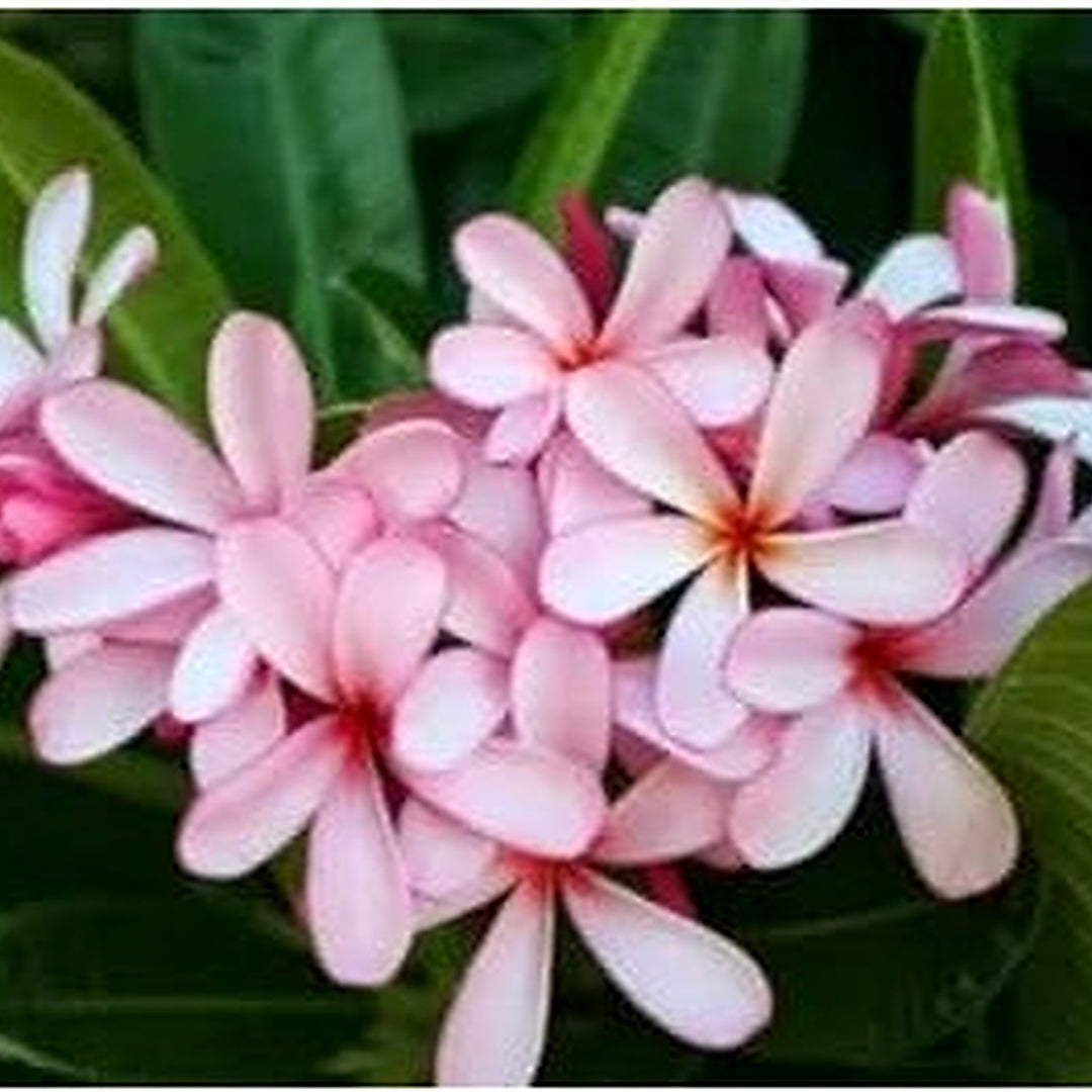 Light Pink Frangipani Flower Seeds [neera-v5-0d1e20fdc9590e4ec4a9]