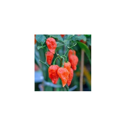 Ghost Pepper Bhut Jolokia Seeds for Planting [neera-v5-0d27da0efe0e051b86da]