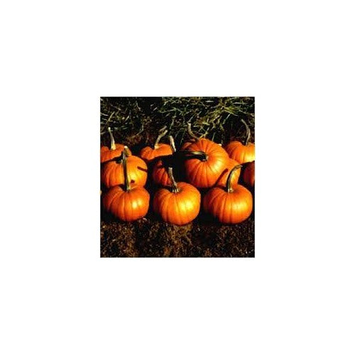 Pumpkin Almond Baby Bear F1 Seeds for Planting [neera-v5-0d2c035f3bc6ad41aaa0]