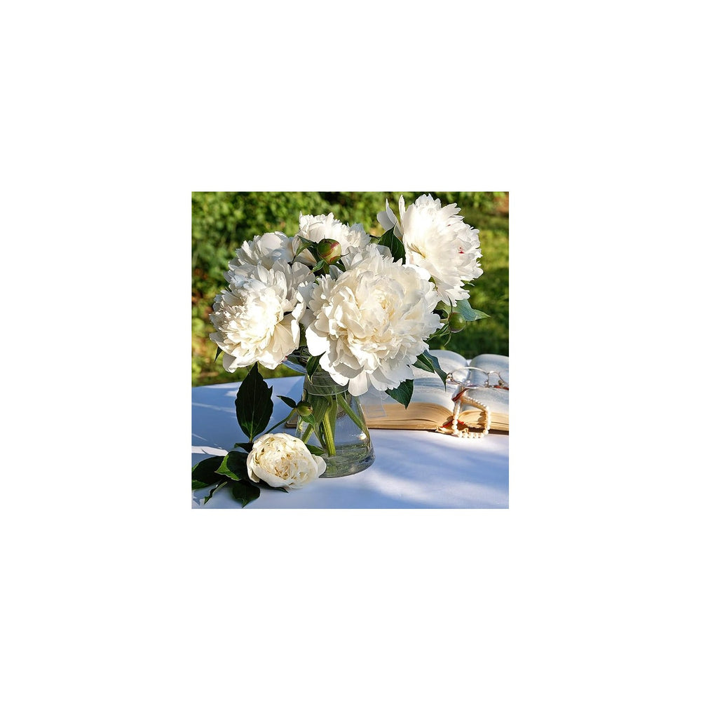 White Peony Paeonia Lactiflora Flower For Planting In Backyard Garden Or Ornamental Beds Flower [neera-v5-0d2d6ceb66a779fae0d5]
