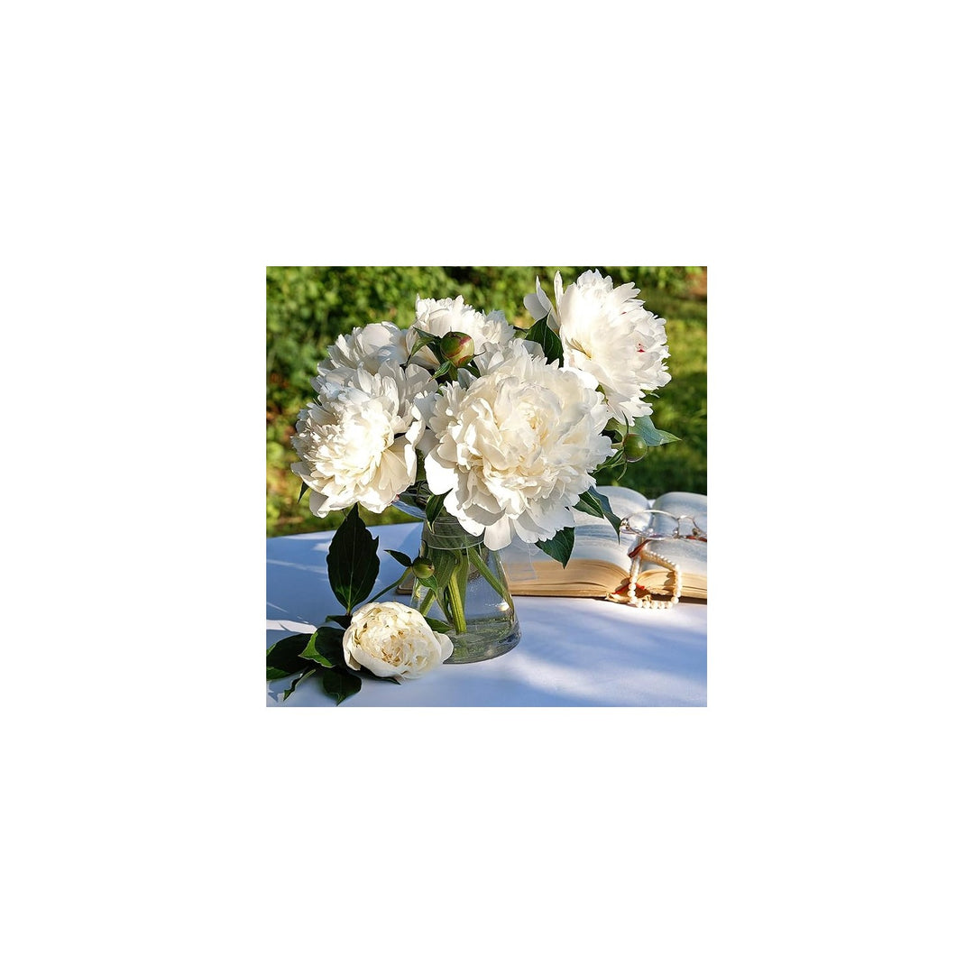 White Peony Paeonia Lactiflora Flower For Planting In Backyard Garden Or Ornamental Beds Flower [neera-v5-0d2d6ceb66a779fae0d5]