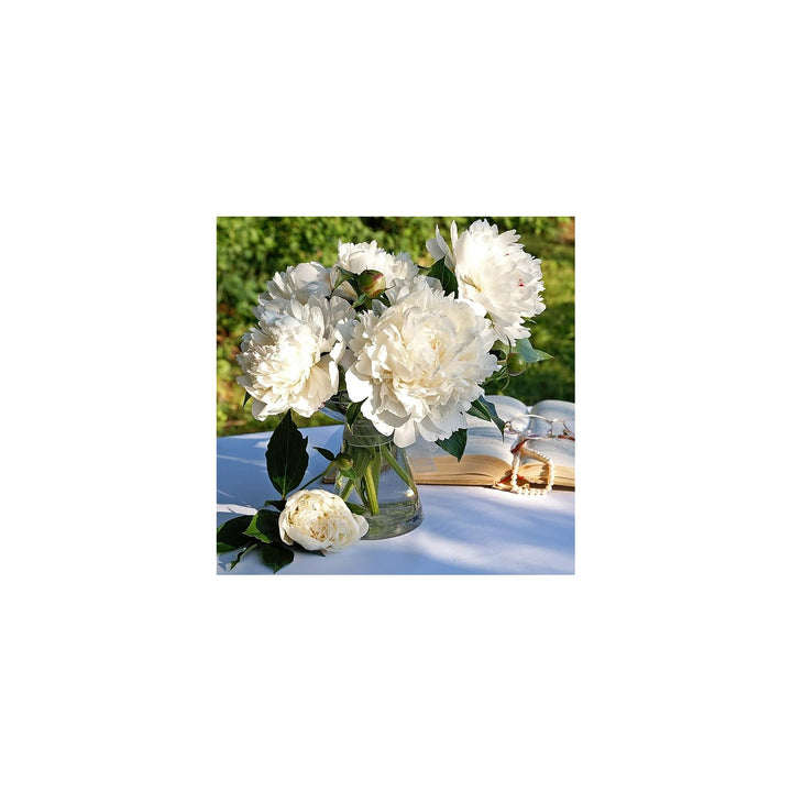 White Peony Paeonia Lactiflora Flower For Planting In Backyard Garden Or Ornamental Beds Flower [neera-v5-0d2d6ceb66a779fae0d5]