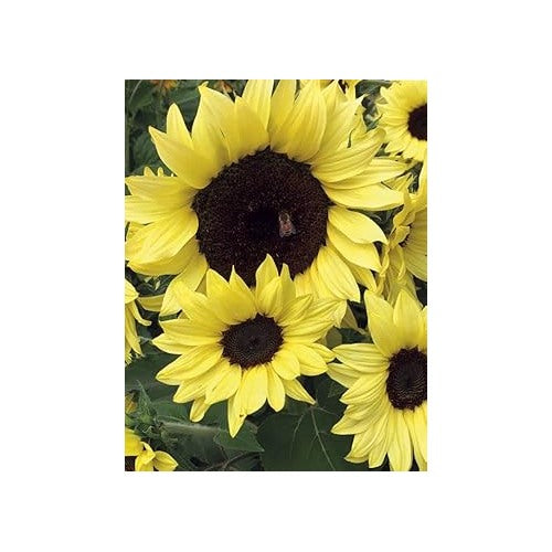 Light Yellow Sunflower Seeds [neera-v5-0d35855ed2cd4bba2664]