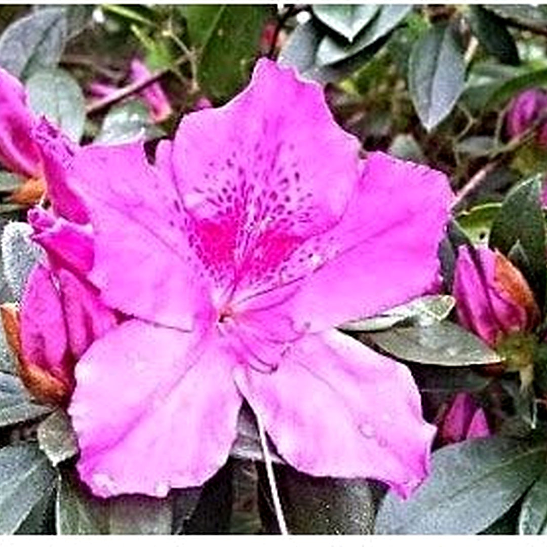 Organic Heirloom Violet White Azalea Flower Seeds [neera-v5-0d3d9d471658c9b044b0]