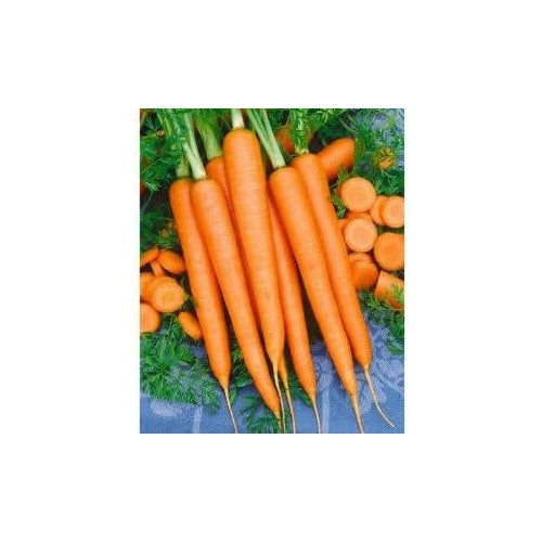 Carrot Flower Seeds [neera-v5-0d4047b231e446944bab]
