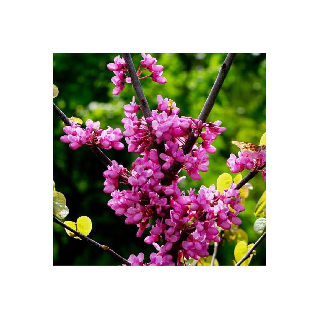 Pink Heirloom Non Gmo Canadensis Flower Colorful Native Garden Planting Flower Seeds Home [neera-v5-0d4b3bb41c56b51541de]