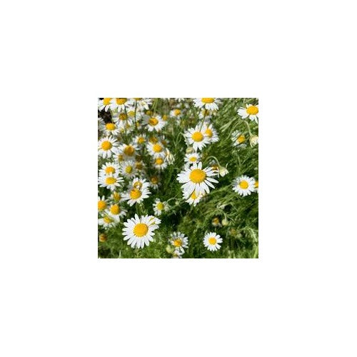 German Chamomile Seeds for Planting [neera-v5-0d568e2ea524243374a1]