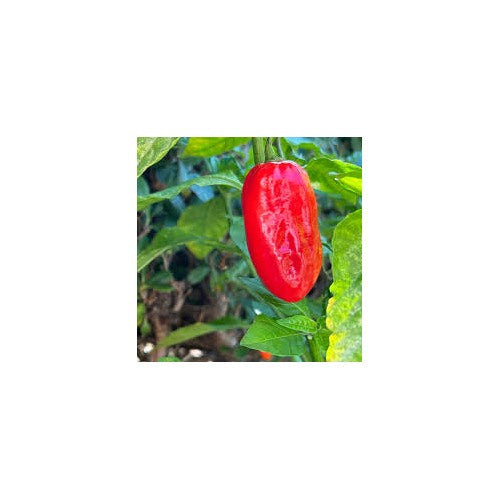 Zavory Pepper Seeds for Planting [neera-v5-0d5c107eda9742bdc57d]